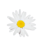 ポンッとするだけflowers（個別スタンプ：8）