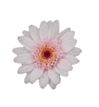 ポンッとするだけflowers（個別スタンプ：10）