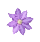 ポンッとするだけflowers（個別スタンプ：11）