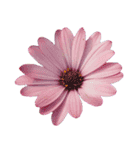 ポンッとするだけflowers（個別スタンプ：13）