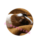 ザ・レモン（個別スタンプ：3）