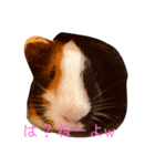 ザ・レモン（個別スタンプ：5）