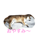 柴犬の言いぶん（個別スタンプ：1）