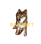 柴犬の言いぶん（個別スタンプ：2）