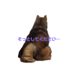 柴犬の言いぶん（個別スタンプ：3）