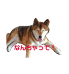 柴犬の言いぶん（個別スタンプ：4）