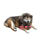 柴犬の言いぶん（個別スタンプ：5）