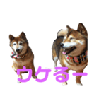 柴犬の言いぶん（個別スタンプ：6）