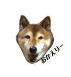 柴犬の言いぶん（個別スタンプ：7）
