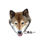 柴犬の言いぶん（個別スタンプ：8）