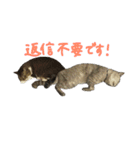くうちゃんコロちゃん2（個別スタンプ：38）