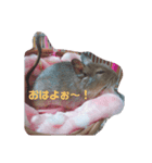 デグーのグゥちゃん（個別スタンプ：1）