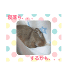 デグーのグゥちゃん（個別スタンプ：3）