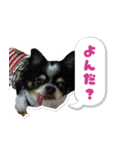 チワワのまおの日常（個別スタンプ：4）
