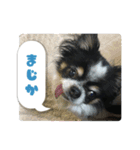 チワワのまおの日常（個別スタンプ：9）