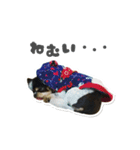 チワワのまおの日常（個別スタンプ：13）