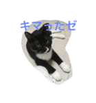 関西猫。あおとあんずのキメ顔バージョン。（個別スタンプ：1）
