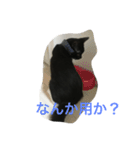 関西猫。あおとあんずのキメ顔バージョン。（個別スタンプ：2）