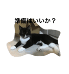 関西猫。あおとあんずのキメ顔バージョン。（個別スタンプ：4）