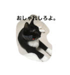 関西猫。あおとあんずのキメ顔バージョン。（個別スタンプ：5）