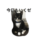 関西猫。あおとあんずのキメ顔バージョン。（個別スタンプ：6）