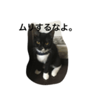 関西猫。あおとあんずのキメ顔バージョン。（個別スタンプ：7）