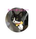 関西猫。あおとあんずのキメ顔バージョン。（個別スタンプ：8）
