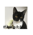 関西猫。あおとあんずのキメ顔バージョン。（個別スタンプ：10）