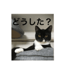 関西猫。あおとあんずのキメ顔バージョン。（個別スタンプ：12）
