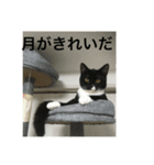 関西猫。あおとあんずのキメ顔バージョン。（個別スタンプ：13）