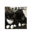関西猫。あおとあんずのキメ顔バージョン。（個別スタンプ：15）