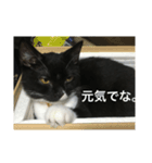 関西猫。あおとあんずのキメ顔バージョン。（個別スタンプ：16）