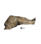 キジトラ猫リア（個別スタンプ：1）