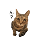 キジトラ猫リア（個別スタンプ：2）