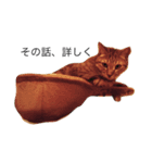 キジトラ猫リア（個別スタンプ：3）