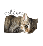 キジトラ猫リア（個別スタンプ：4）