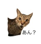 キジトラ猫リア（個別スタンプ：5）