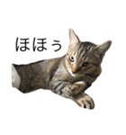キジトラ猫リア（個別スタンプ：6）