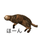 キジトラ猫リア（個別スタンプ：7）
