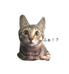 キジトラ猫リア（個別スタンプ：8）