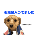 チロスタンプ（個別スタンプ：37）