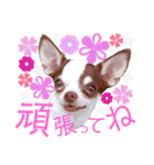 おもしろ可愛いチワワンズ 2（個別スタンプ：1）