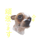 おもしろ可愛いチワワンズ 2（個別スタンプ：2）