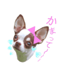 おもしろ可愛いチワワンズ 2（個別スタンプ：5）