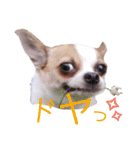おもしろ可愛いチワワンズ 2（個別スタンプ：6）