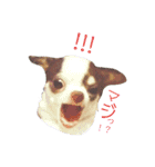 おもしろ可愛いチワワンズ 2（個別スタンプ：9）