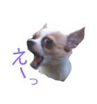 おもしろ可愛いチワワンズ 2（個別スタンプ：10）