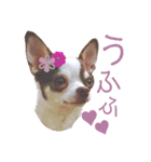 おもしろ可愛いチワワンズ 2（個別スタンプ：11）
