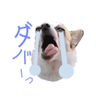 おもしろ可愛いチワワンズ 2（個別スタンプ：12）