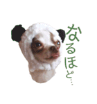 おもしろ可愛いチワワンズ 2（個別スタンプ：13）